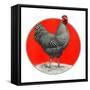 Black and White Chicken-C.R. Patterson-Framed Stretched Canvas