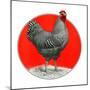 Black and White Chicken-C.R. Patterson-Mounted Premium Giclee Print