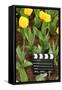 Black and White Cinema Clapper Board on Ground among Field of Yellow Tulips-Paha_L-Framed Stretched Canvas