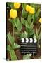 Black and White Cinema Clapper Board on Ground among Field of Yellow Tulips-Paha_L-Stretched Canvas