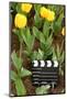 Black and White Cinema Clapper Board on Ground among Field of Yellow Tulips-Paha_L-Mounted Photographic Print