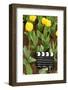 Black and White Cinema Clapper Board on Ground among Field of Yellow Tulips-Paha_L-Framed Photographic Print