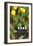 Black and White Cinema Clapper Board on Ground among Field of Yellow Tulips-Paha_L-Framed Photographic Print