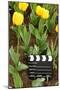 Black and White Cinema Clapper Board on Ground among Field of Yellow Tulips-Paha_L-Mounted Photographic Print