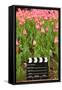 Black and White Cinema Clapper Board on the Ground among Field of Pink Tulips-Paha_L-Framed Stretched Canvas