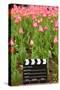 Black and White Cinema Clapper Board on the Ground among Field of Pink Tulips-Paha_L-Stretched Canvas