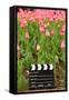 Black and White Cinema Clapper Board on the Ground among Field of Pink Tulips-Paha_L-Framed Stretched Canvas