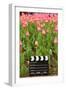 Black and White Cinema Clapper Board on the Ground among Field of Pink Tulips-Paha_L-Framed Photographic Print