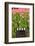 Black and White Cinema Clapper Board on the Ground among Field of Pink Tulips-Paha_L-Framed Photographic Print