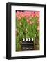 Black and White Cinema Clapper Board on the Ground among Field of Pink Tulips-Paha_L-Framed Photographic Print