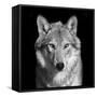 Black and White close up Portrait of Grey Wolf Female. Square Image. Beautiful and Dangerous Beast-olga_gl-Framed Stretched Canvas