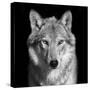 Black and White close up Portrait of Grey Wolf Female. Square Image. Beautiful and Dangerous Beast-olga_gl-Stretched Canvas