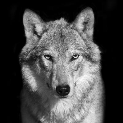 white grey wolf