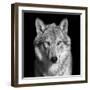 Black and White close up Portrait of Grey Wolf Female. Square Image. Beautiful and Dangerous Beast-olga_gl-Framed Photographic Print