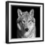 Black and White close up Portrait of Grey Wolf Female. Square Image. Beautiful and Dangerous Beast-olga_gl-Framed Photographic Print