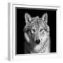 Black and White close up Portrait of Grey Wolf Female. Square Image. Beautiful and Dangerous Beast-olga_gl-Framed Photographic Print