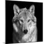 Black and White close up Portrait of Grey Wolf Female. Square Image. Beautiful and Dangerous Beast-olga_gl-Mounted Photographic Print