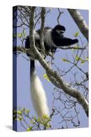 Black-And-White Colobus Monkey (Colobus Guereza) Feeding in Tree, Aberdares Np, Kenya-Suzi Eszterhas-Stretched Canvas