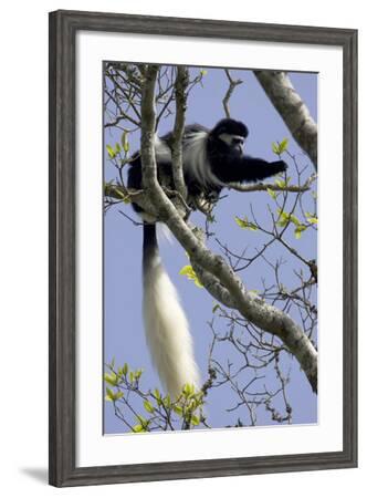 Colobus guereza monkey digital printable retro poster