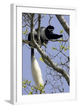 Colobus guereza monkey digital printable retro poster