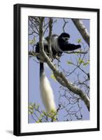 Black-And-White Colobus Monkey (Colobus Guereza) Feeding in Tree, Aberdares Np, Kenya-Suzi Eszterhas-Framed Photographic Print