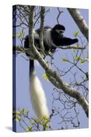 Black-And-White Colobus Monkey (Colobus Guereza) Feeding in Tree, Aberdares Np, Kenya-Suzi Eszterhas-Stretched Canvas