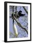 Black-And-White Colobus Monkey (Colobus Guereza) Feeding in Tree, Aberdares Np, Kenya-Suzi Eszterhas-Framed Photographic Print