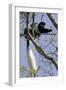 Black-And-White Colobus Monkey (Colobus Guereza) Feeding in Tree, Aberdares Np, Kenya-Suzi Eszterhas-Framed Photographic Print