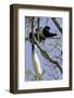 Black-And-White Colobus Monkey (Colobus Guereza) Feeding in Tree, Aberdares Np, Kenya-Suzi Eszterhas-Framed Photographic Print