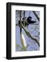 Black-And-White Colobus Monkey (Colobus Guereza) Feeding in Tree, Aberdares Np, Kenya-Suzi Eszterhas-Framed Photographic Print