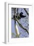 Black-And-White Colobus Monkey (Colobus Guereza) Feeding in Tree, Aberdares Np, Kenya-Suzi Eszterhas-Framed Photographic Print