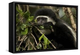 Black and White Colobus Monkey Young Individual-null-Framed Stretched Canvas