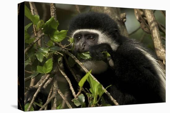 Black and White Colobus Monkey Young Individual-null-Stretched Canvas