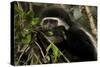 Black and White Colobus Monkey Young Individual-null-Stretched Canvas