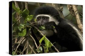 Black and White Colobus Monkey Young Individual-null-Stretched Canvas