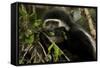 Black and White Colobus Monkey Young Individual-null-Framed Stretched Canvas