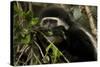 Black and White Colobus Monkey Young Individual-null-Stretched Canvas