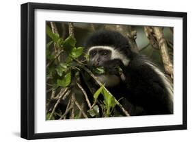 Black and White Colobus Monkey Young Individual-null-Framed Premium Photographic Print