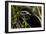 Black and White Colobus Monkey Young Individual-null-Framed Premium Photographic Print