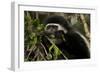 Black and White Colobus Monkey Young Individual-null-Framed Premium Photographic Print