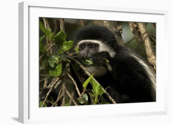 Black and White Colobus Monkey Young Individual-null-Framed Photographic Print