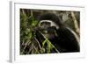 Black and White Colobus Monkey Young Individual-null-Framed Photographic Print