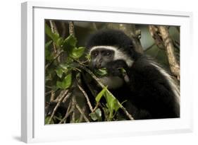 Black and White Colobus Monkey Young Individual-null-Framed Photographic Print