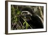 Black and White Colobus Monkey Young Individual-null-Framed Photographic Print