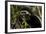 Black and White Colobus Monkey Young Individual-null-Framed Photographic Print