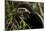 Black and White Colobus Monkey Young Individual-null-Mounted Photographic Print