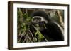 Black and White Colobus Monkey Young Individual-null-Framed Photographic Print