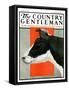 "Black and White Cow in Profile," Country Gentleman Cover, July 21, 1923-Charles Bull-Framed Stretched Canvas