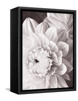 Black and White Dahlias I-Christine Zalewski-Framed Stretched Canvas