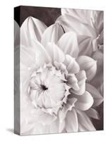 Black and White Dahlias I-Christine Zalewski-Stretched Canvas